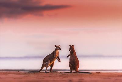 Gallery - Two Wallabies at Sunrise