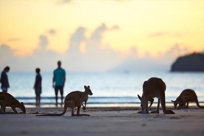 Gallery - Family watching wallabies