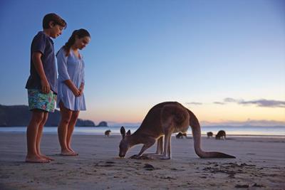 Gallery - Couple watching wallaby close
