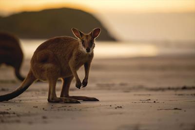Gallery - Wallaby beside ocean
